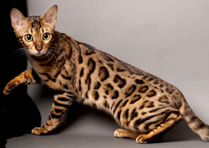 ТОП-10 самых редких и дорогих кошек в мире – удивительные создания…